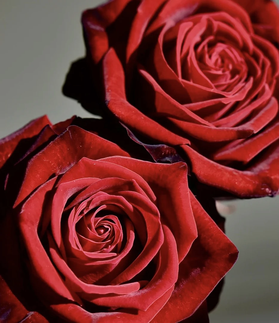 阿馥苑高端切花【黑天鹅】玫瑰花苗