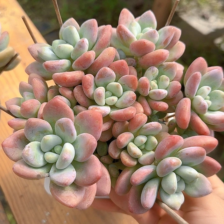 红洛神多肉植物提取
