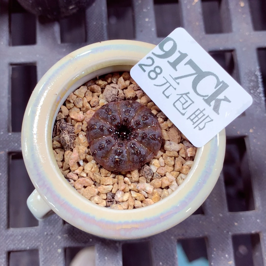 5厘米盆精控多肉917