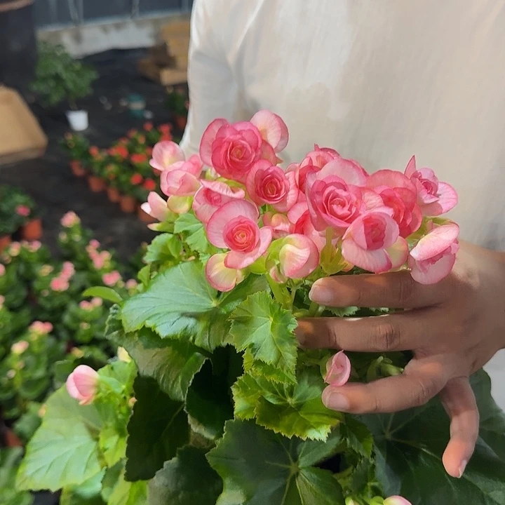 大部分花苞少量开放丽格浪漫