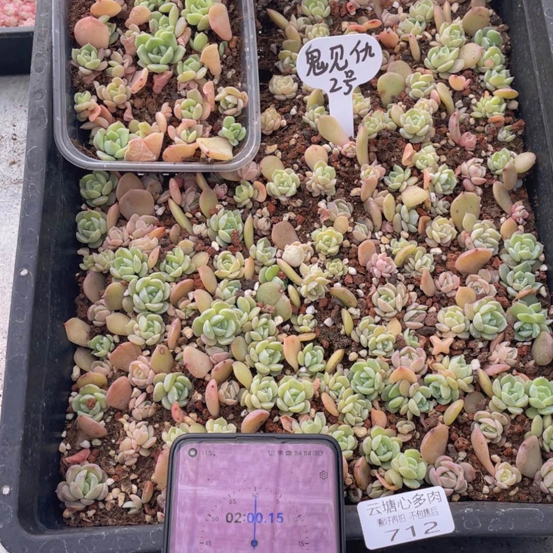 陈*云糖心多肉植物712