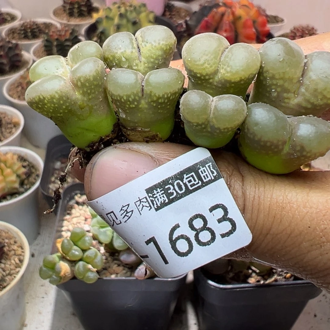 多肉植物11111111111