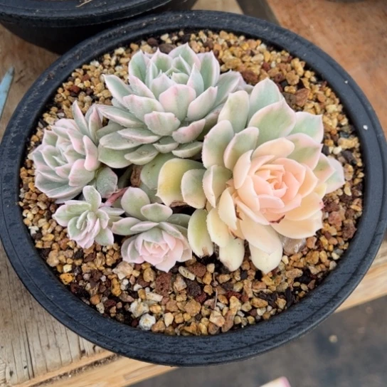 昂斯洛锦 夏鸣园艺