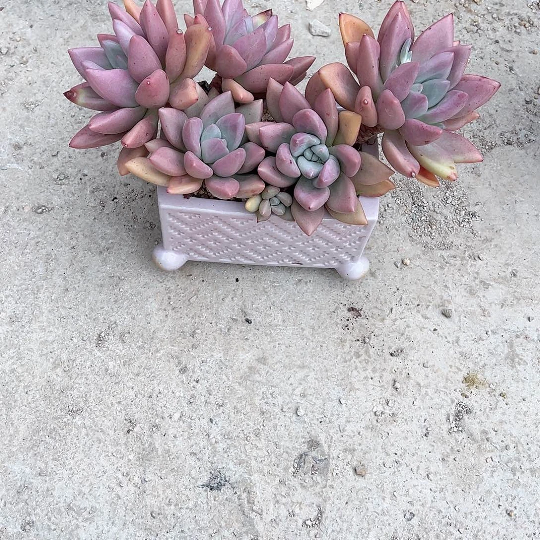 以*桃花源多肉植物脱土