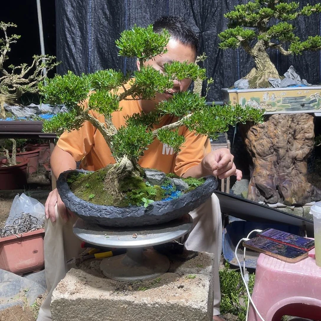 当前无花栽培后可以开花
