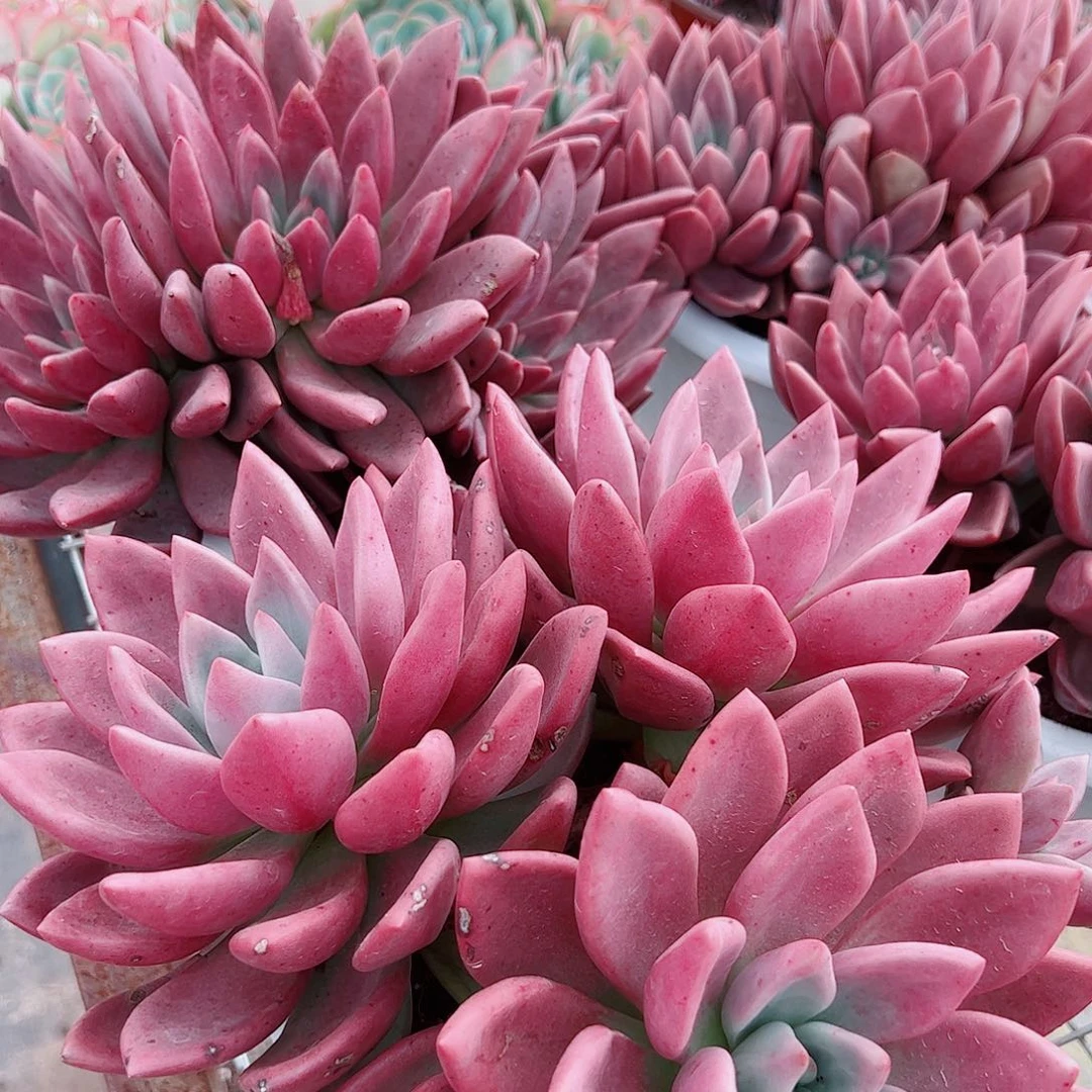 桃花源超级大三大头起发精品特价