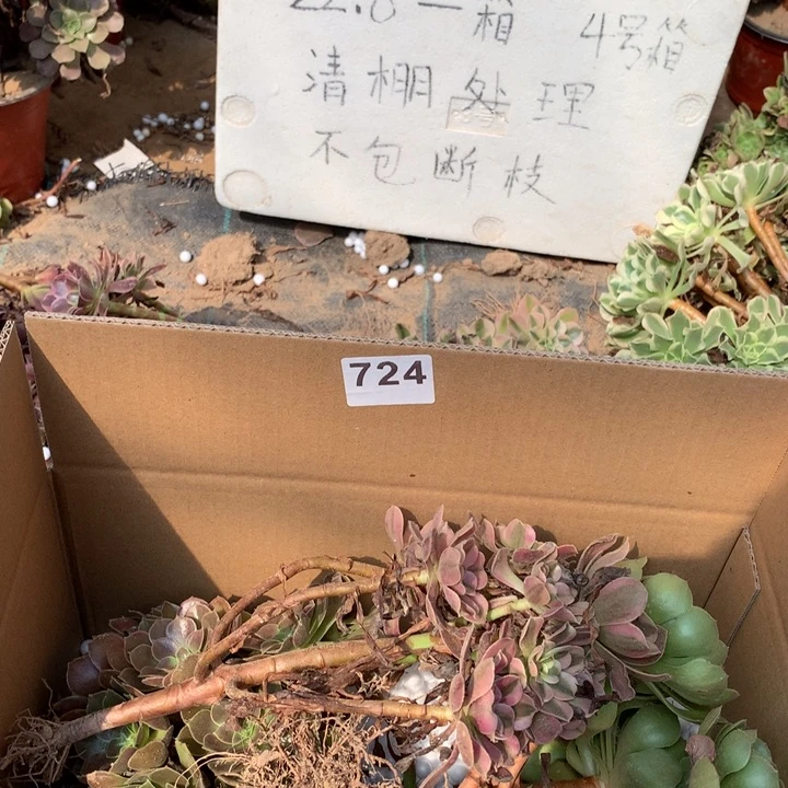 724三颗法师多肉