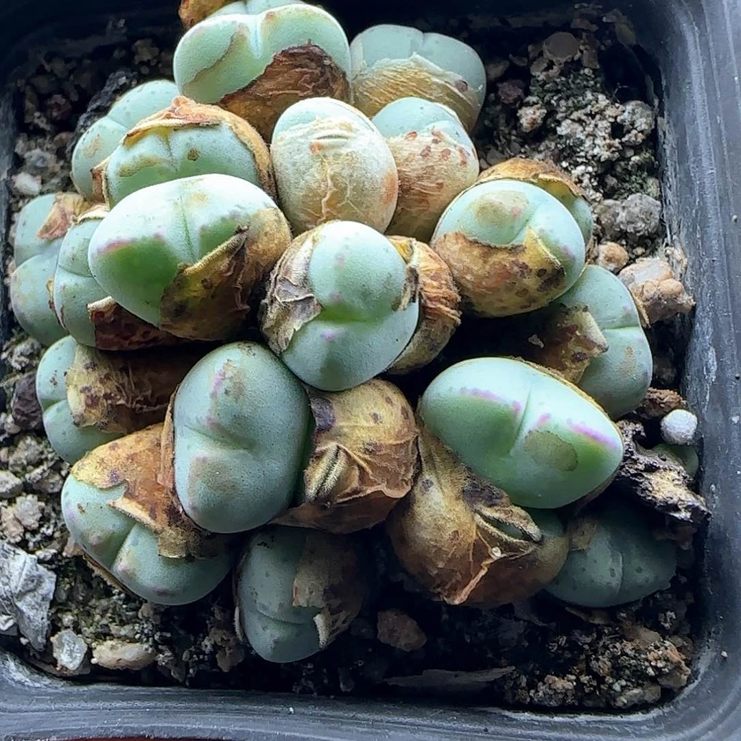 今天大甩卖咯42725