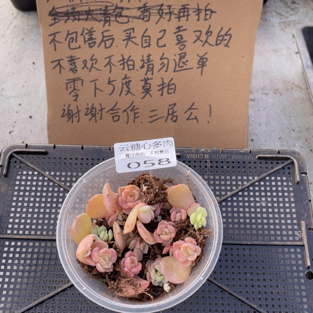 云糖心多肉植物58