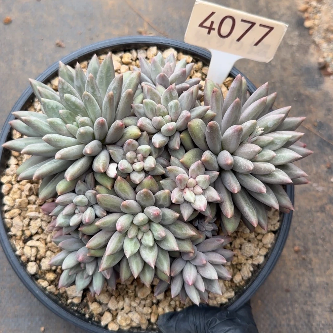 4077。     黄体红蜻蜓群