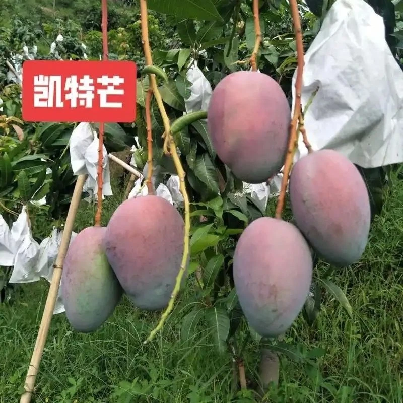 攀枝花凯特芒果鲜果采摘产地直发