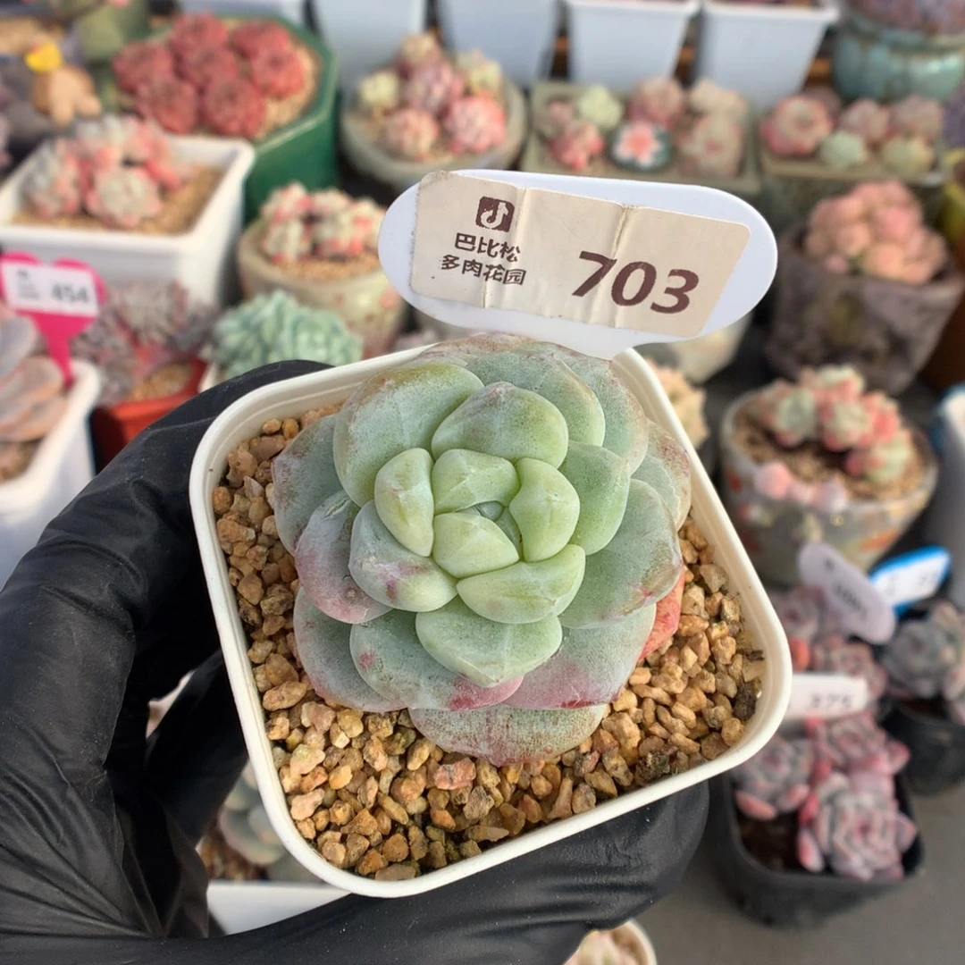 703 黄心冰玉石化多肉