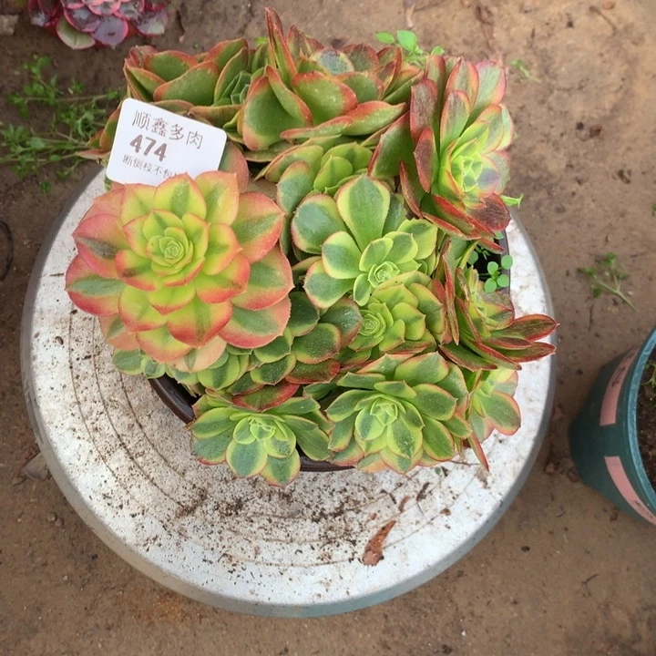 474奶白多肉植物