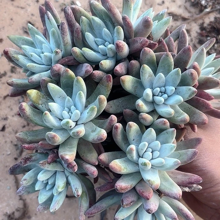 仙女杯多肉植物提取