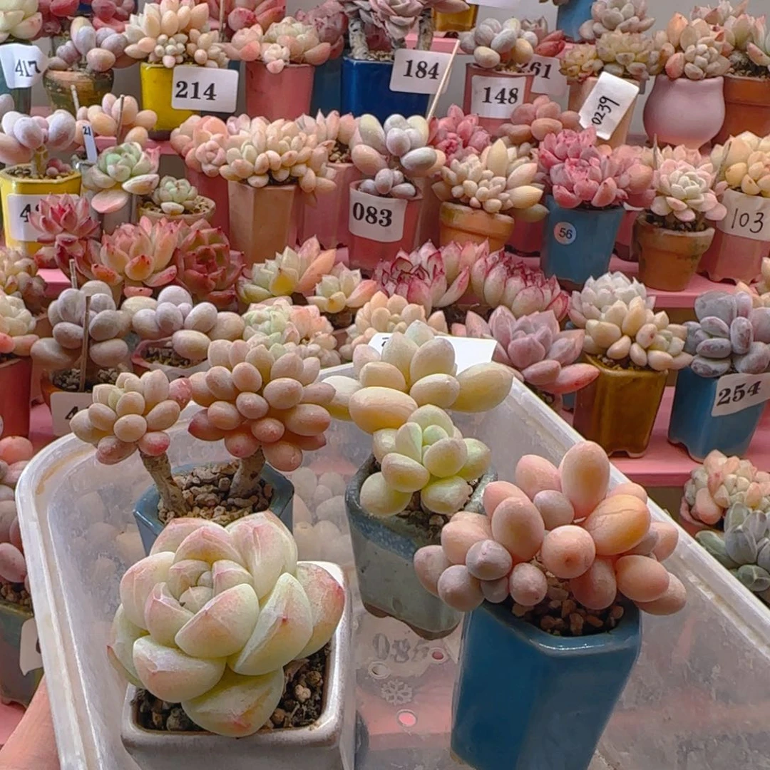 念*念念专拍专拍专拍专拍