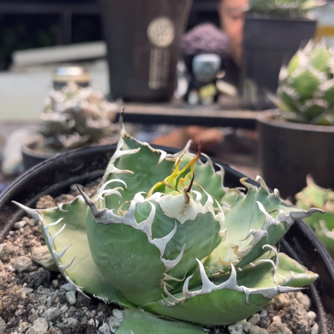 野二88888888888888