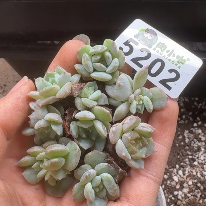 蓝****多肉植物多肉植物