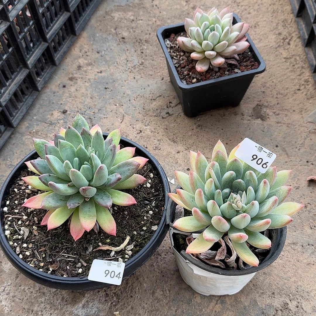 努***鹏904 906 号一物一拍