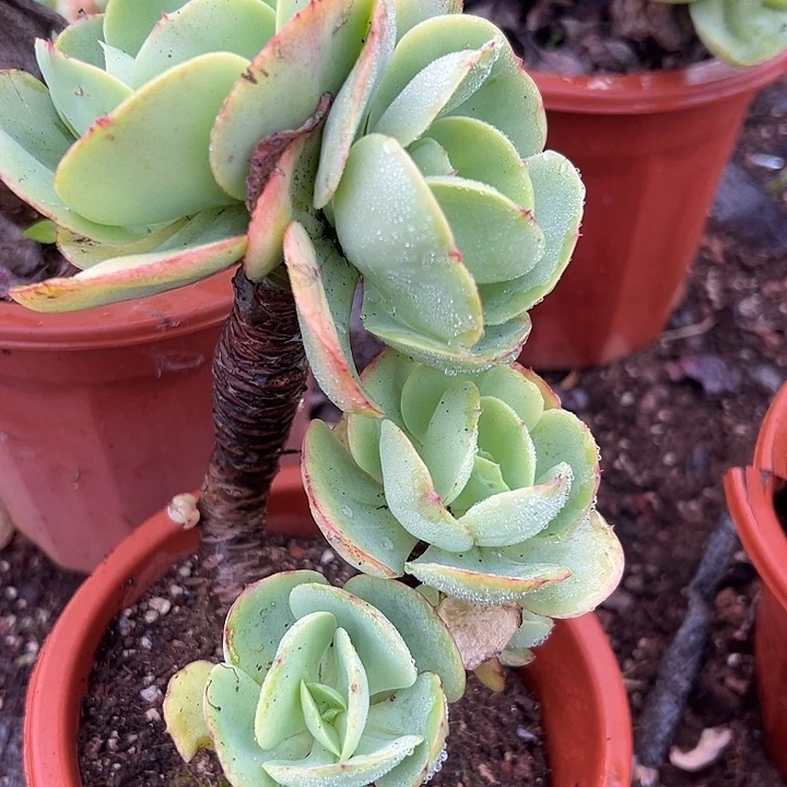 碧桃老桩。