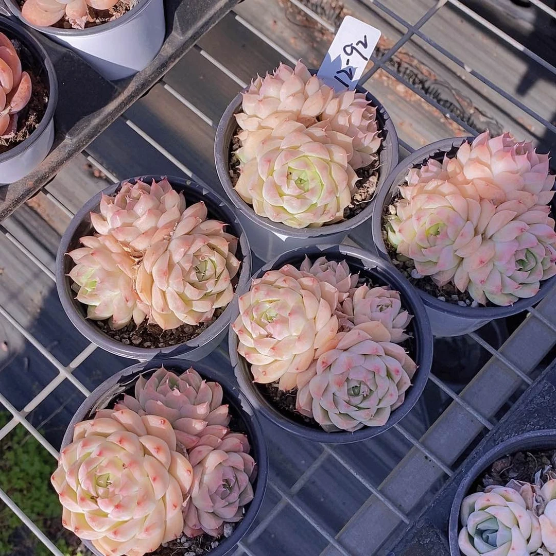 12-92- 桃薰女王群尾货福利一颗 量拍