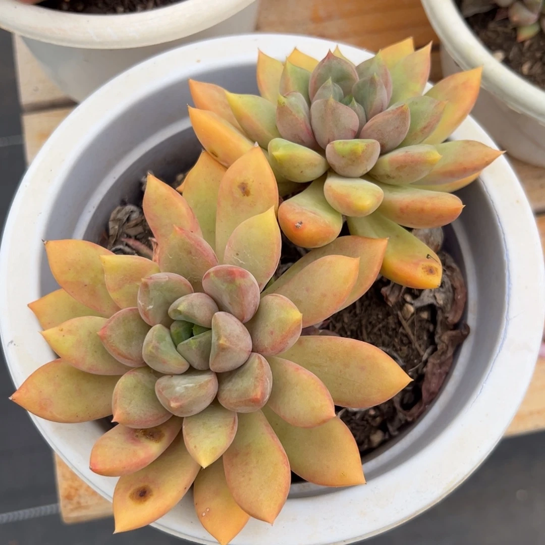 多肉植物双头红象牙