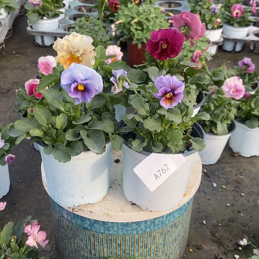 大部分花苞少量开放762