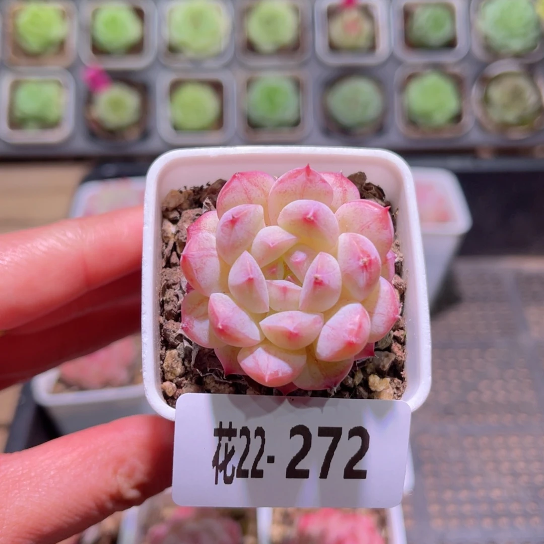 花利美22-272白桃汽水