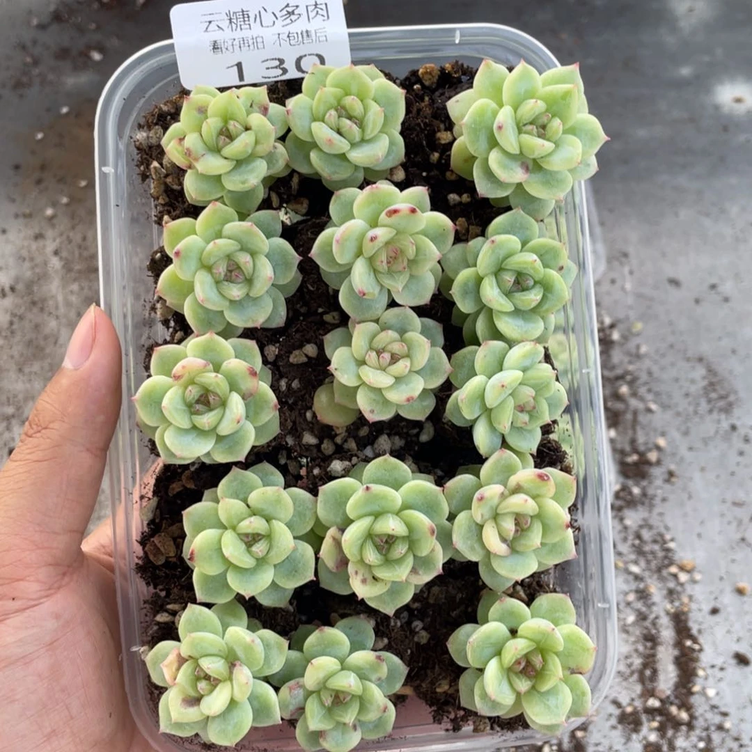 云糖心多肉植物130