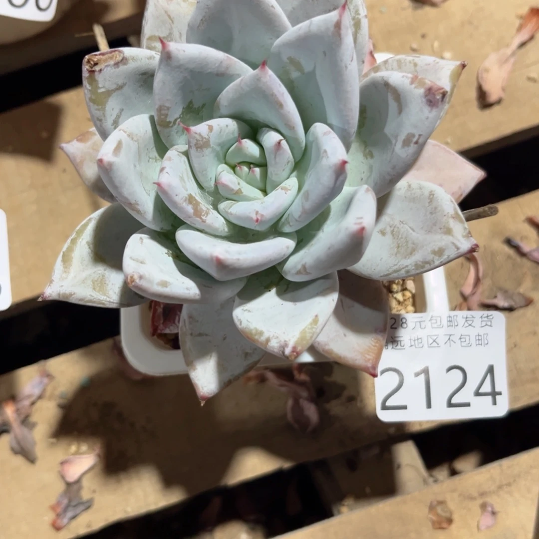 大2124？b v b b n b b