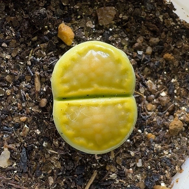 生石花11111。  1.5左右。  209