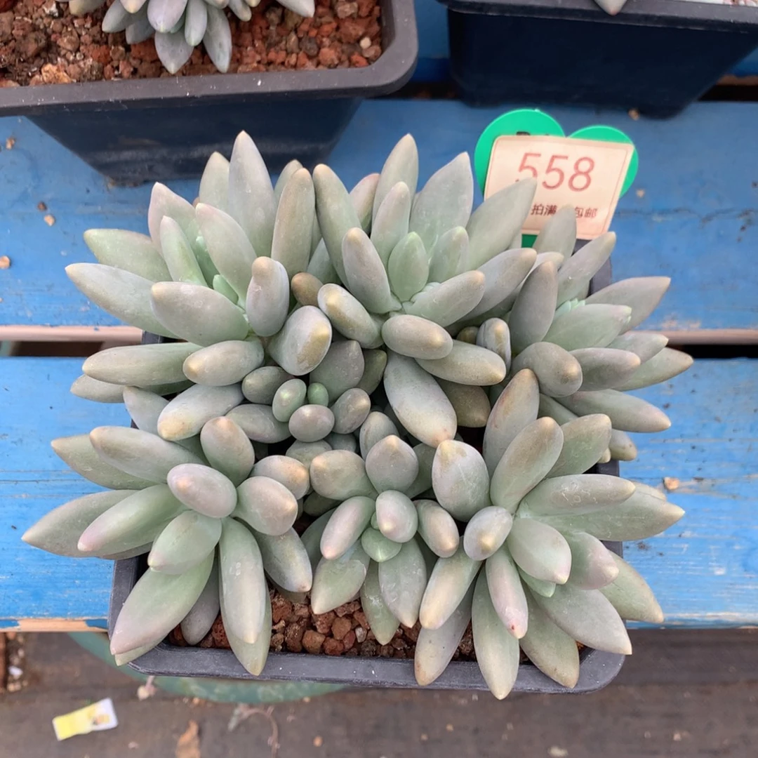 白兰地无砍平头558