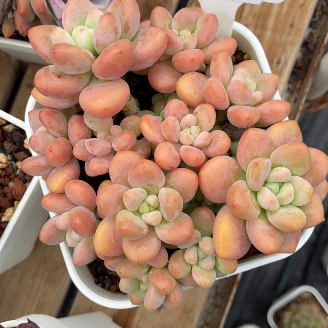 E***。多肉植物3626 一定要拍个冷链哦