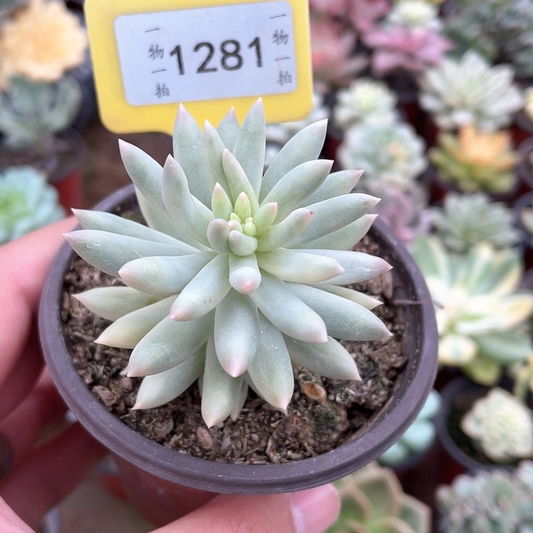 竖冰锦1281号多肉植物