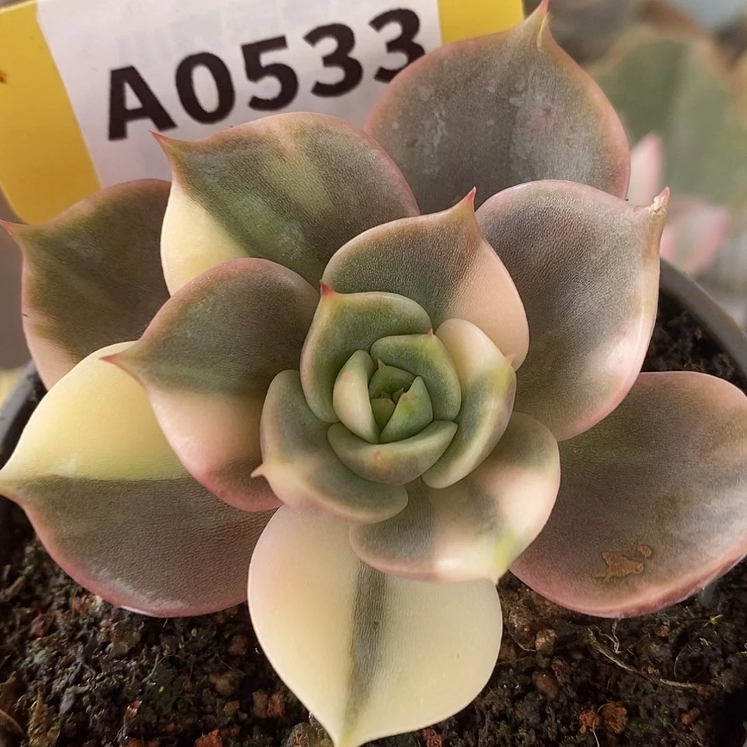 533花脸贝加尔湖哈哈哈