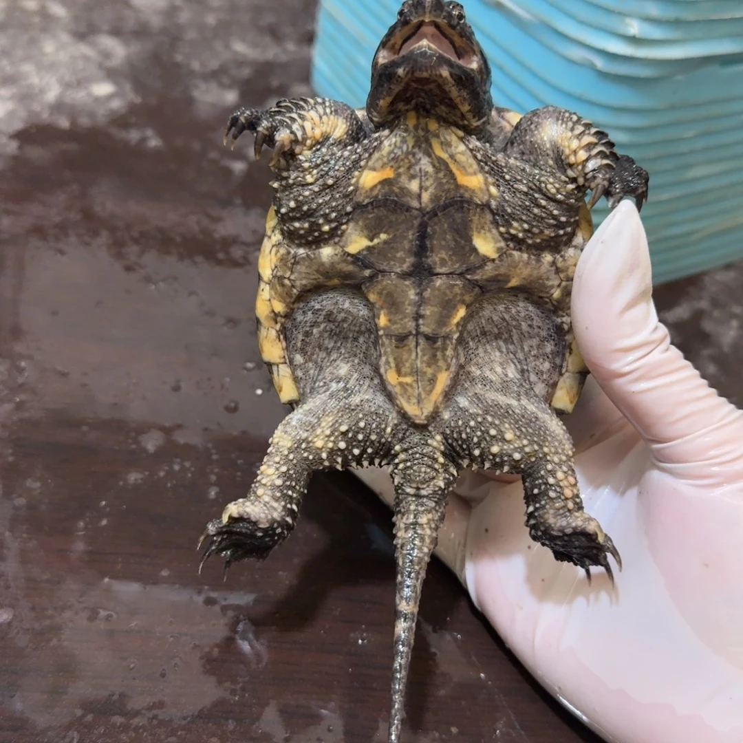 公母搭配小鳄龟编号38，福利价瑕疵