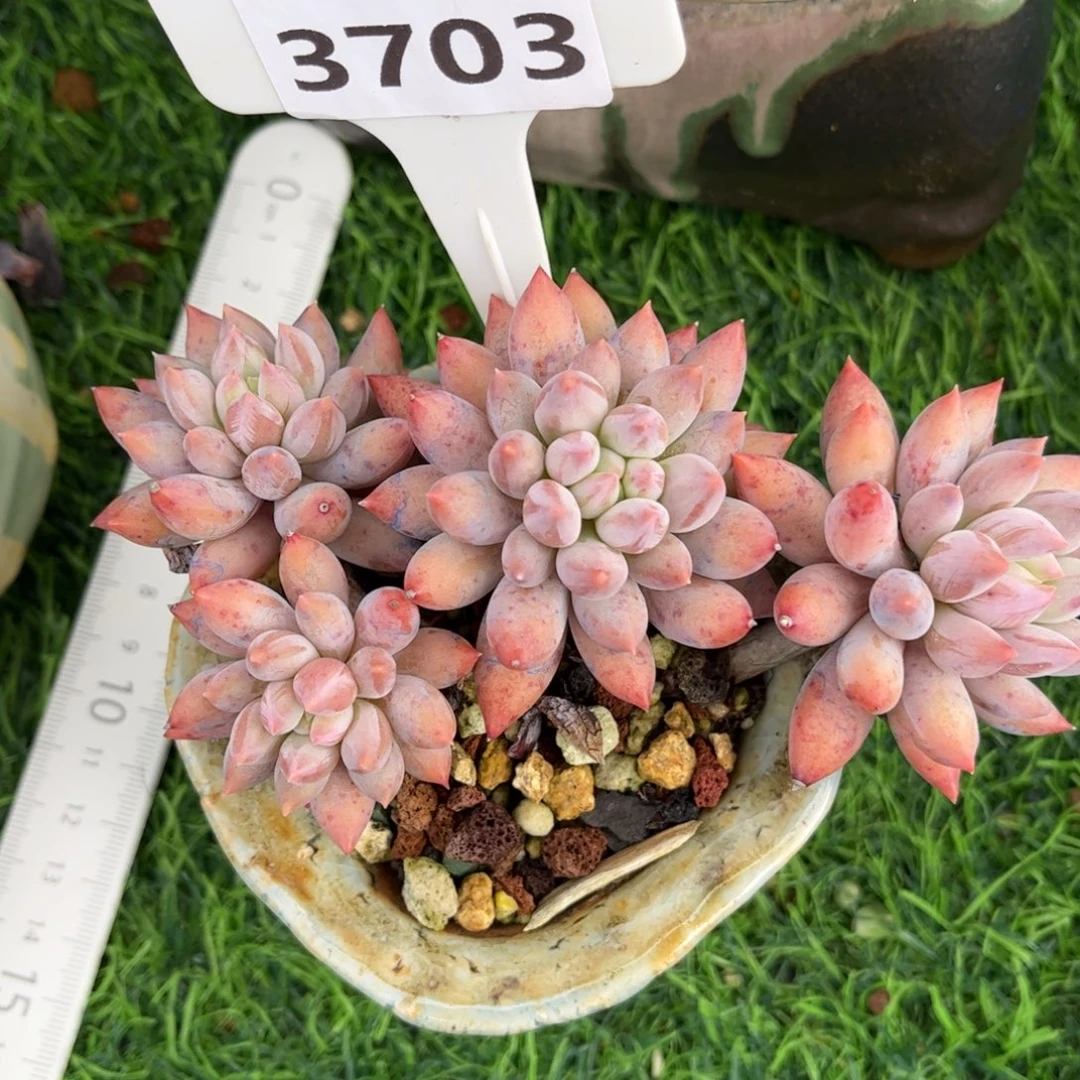 黑****多肉植物3703不带盆