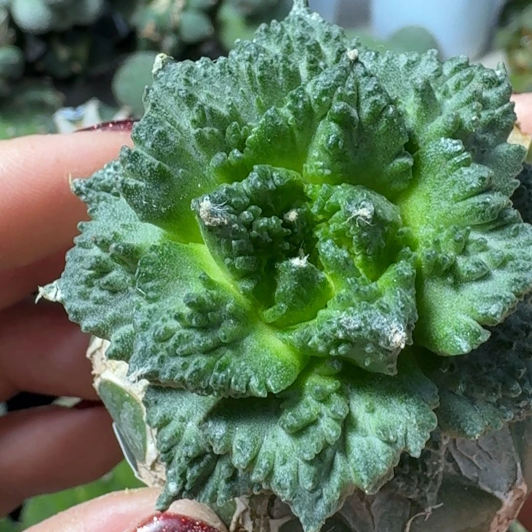 【闪购商品】无花朵汇**浦哥怒130
