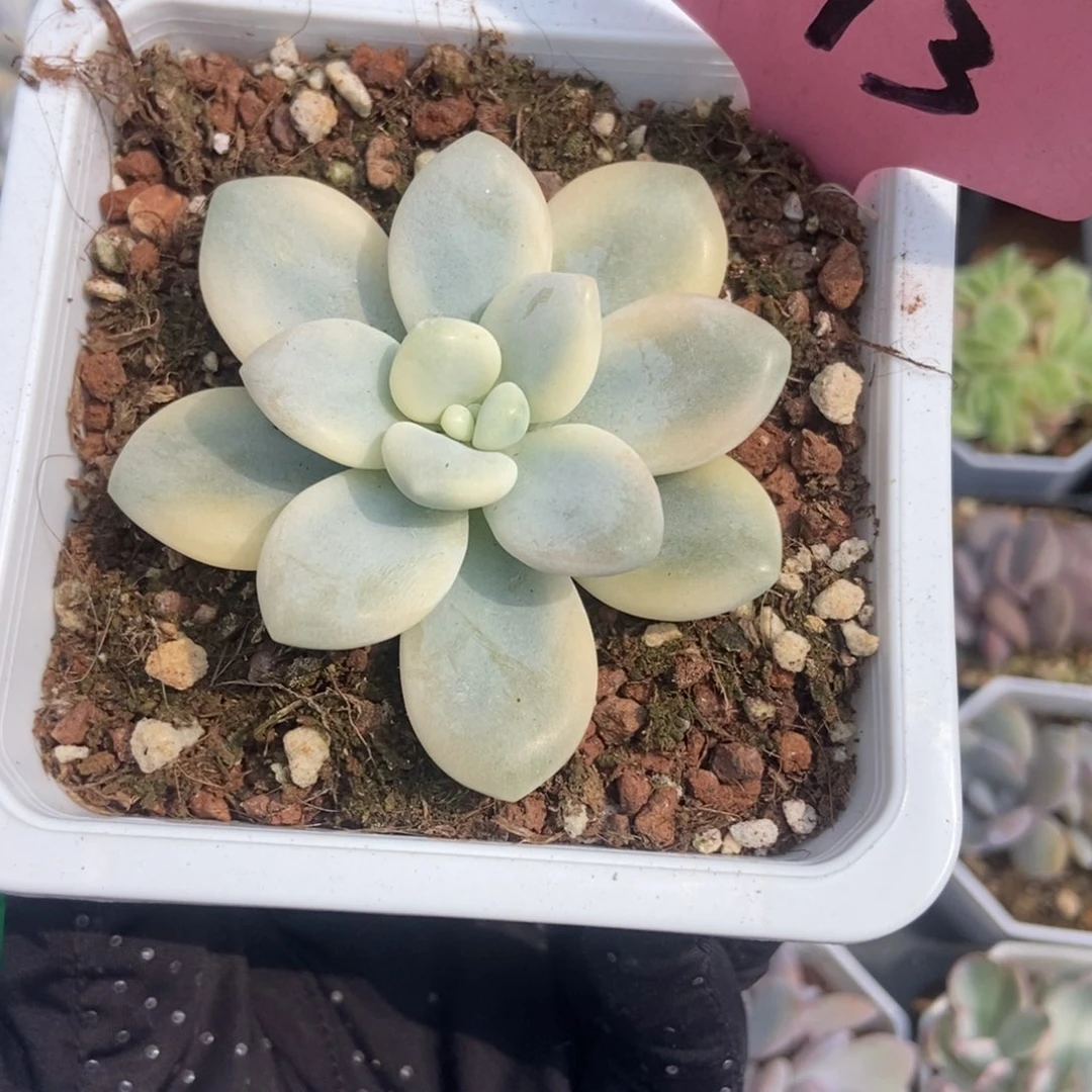 1013洛神锦多肉植物保护