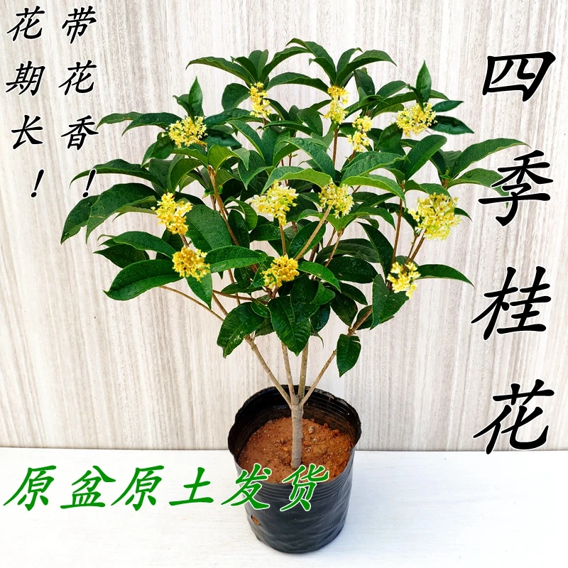 四季桂花盆栽树苗原盆开花四季浓香型花期超长阳台绿植新品