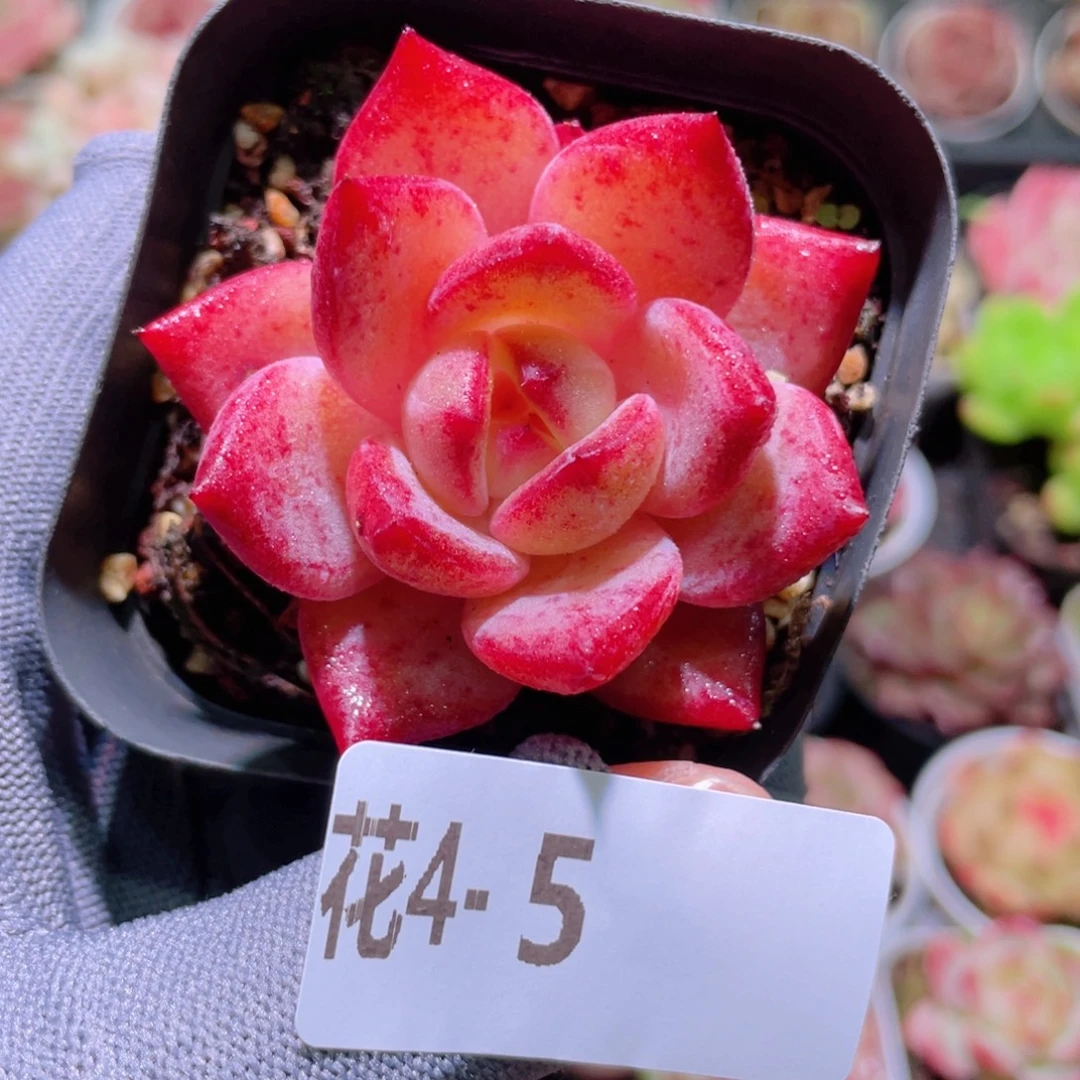 花利美 4-5醉霞
