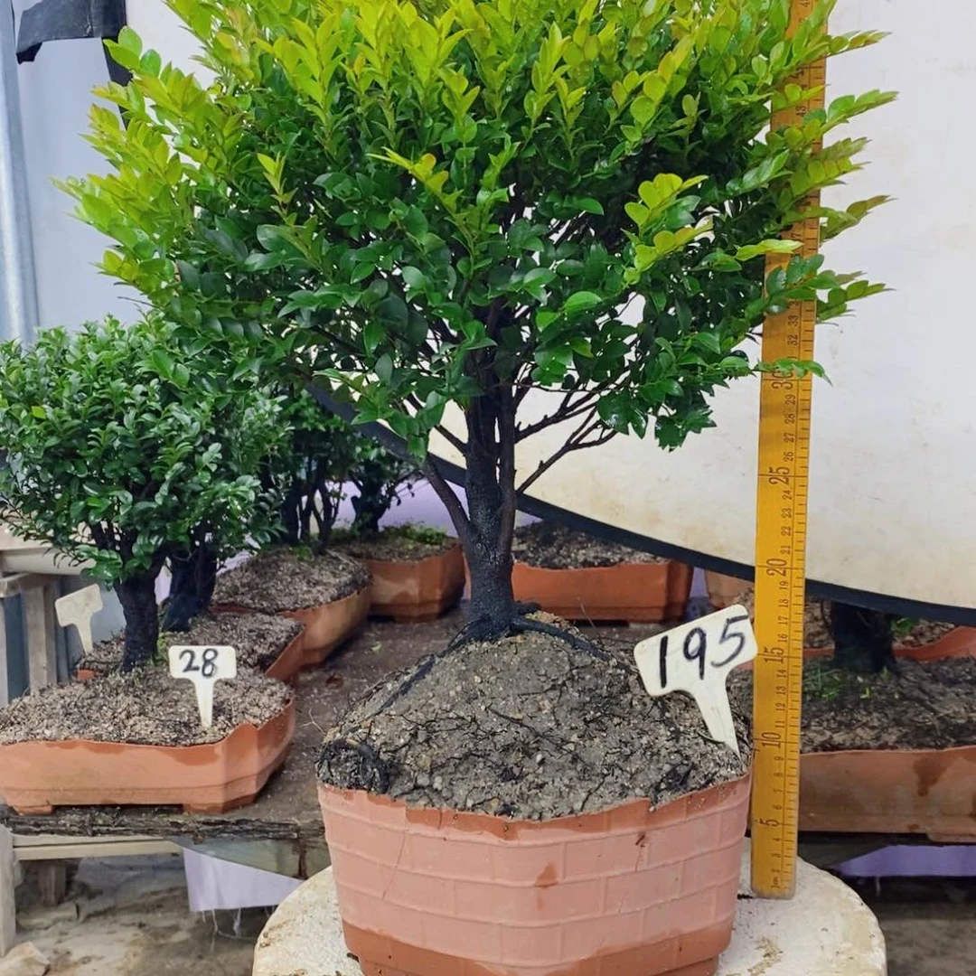 无花朵小叶紫檀195号