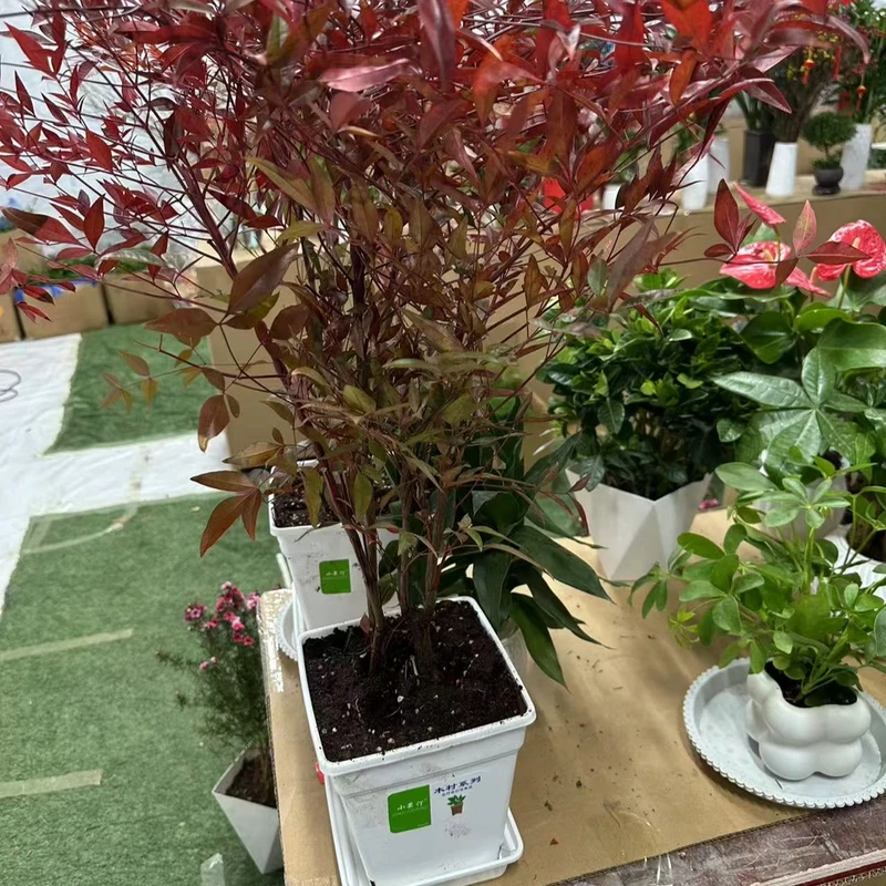 火焰南天竹室外树苗带根客厅户外绿植庭院红叶南天竹盆栽易活造景