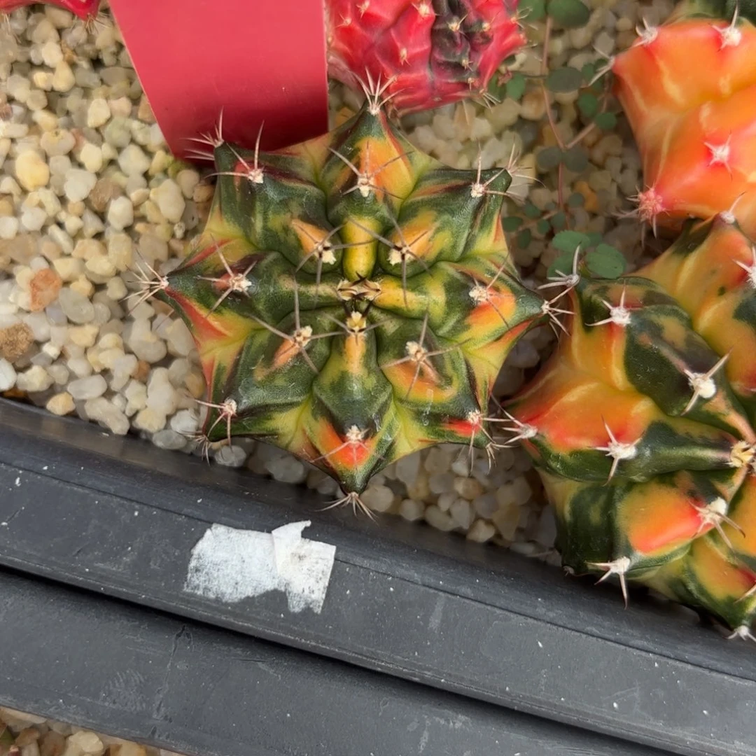 40-0105泰国发货多肉