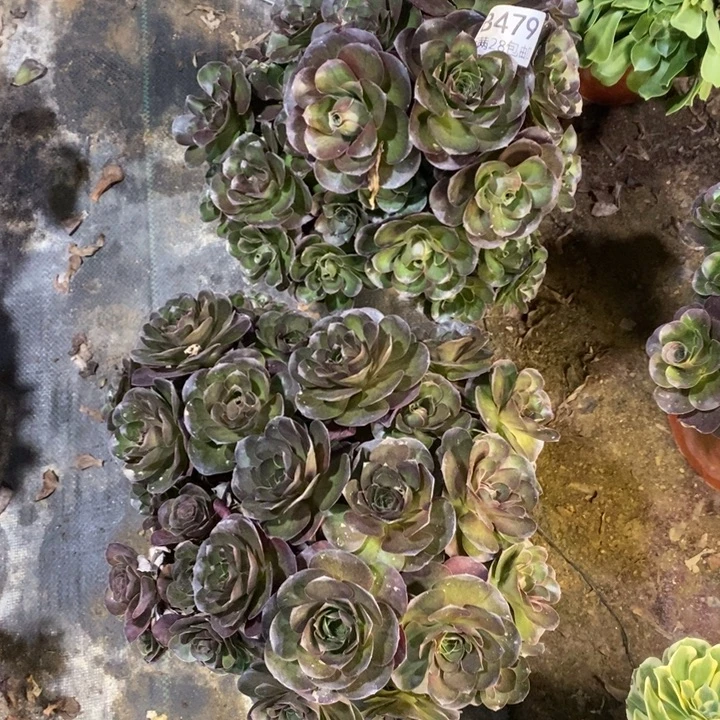 有***单两盆多肉断头不包479