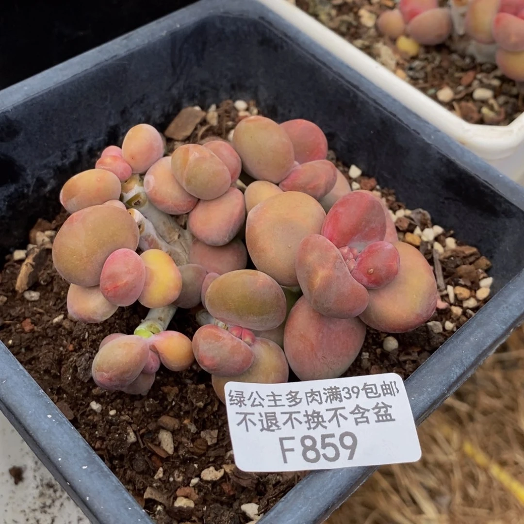 859芒果奶kk奶多肉7cm