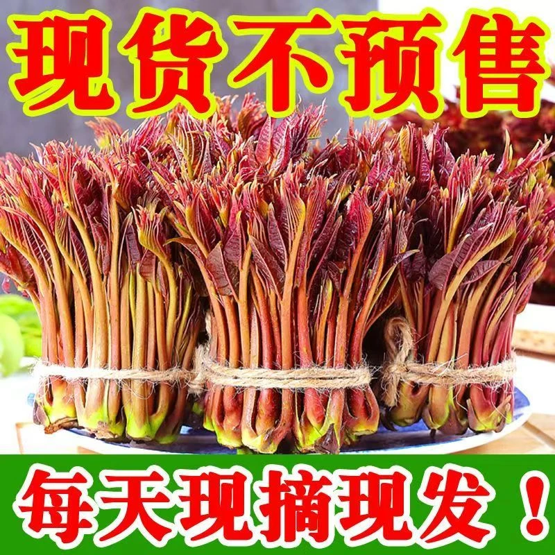 香椿芽嫩芽新鲜现摘2025头茬露天野生香椿芽