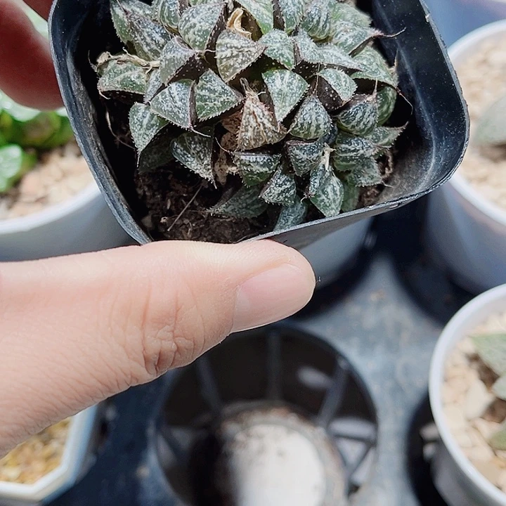 雪景色特价啊处理的