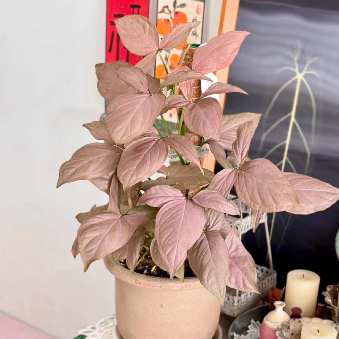 发顺丰美好花园一物一拍室内粉色恋人粉色系盆栽丘比特粉箭合果芋