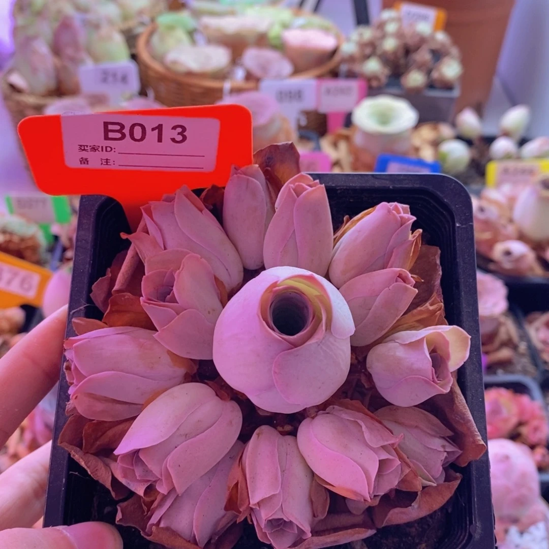 山地玫瑰一物一拍清秋013