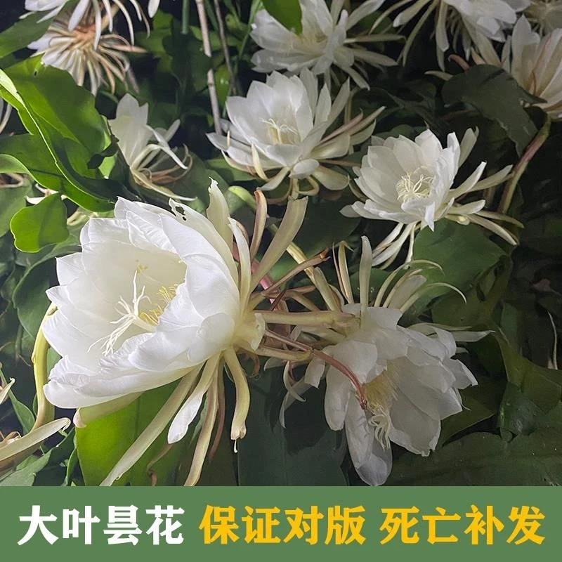 大叶昙花盆栽一现月下美人花苞小叶室内外多肉垂吊绿植琼花苗耐阴
